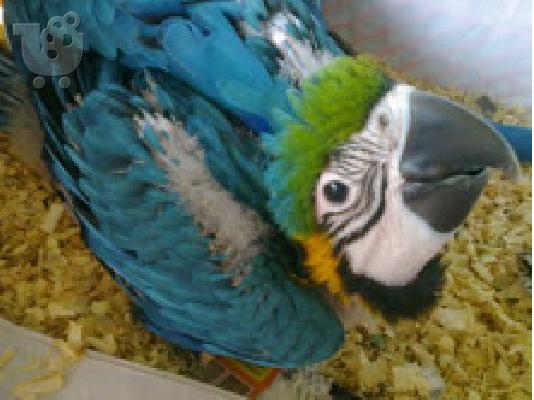 PoulaTo: ómorfo parthéno papagálo gia 199 €