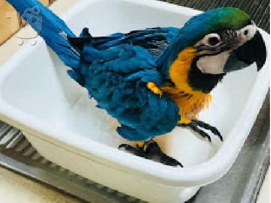 PoulaTo: Όμορφη παπαγάλος παπαγαλάκι για 200 €