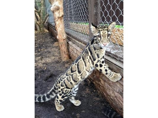 PoulaTo: Caracal, τσιτάχ cubs και Savannah γατάκια προς πώληση