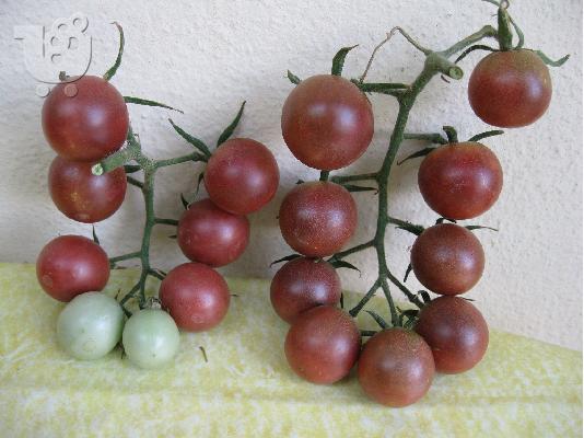 Φυτά παλιάς, παραδοσιακής Ντομάτας