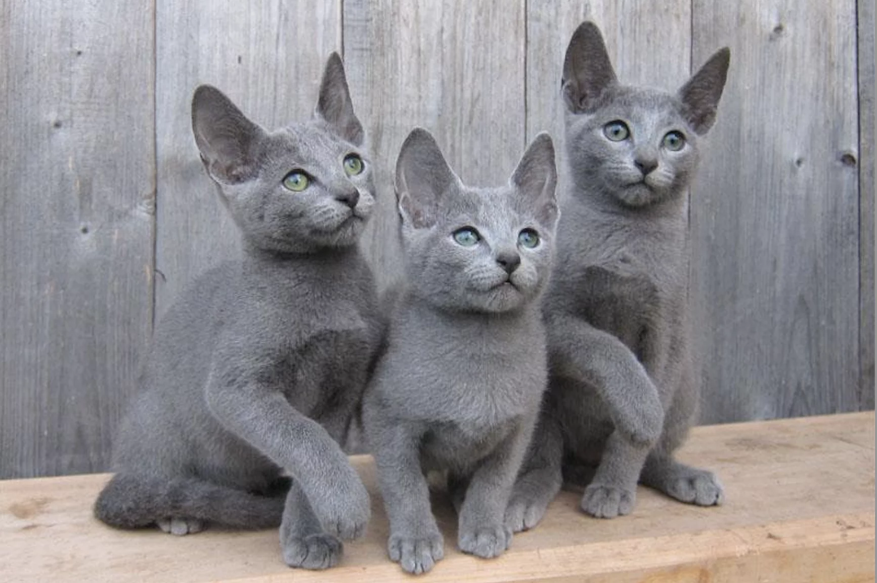 PoulaTo: Russian blue kitten - Ρωσικό μπλε γατάκι