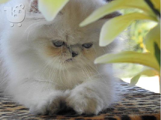 PoulaTo: Περσικά γατάκια Ιμαλαίων