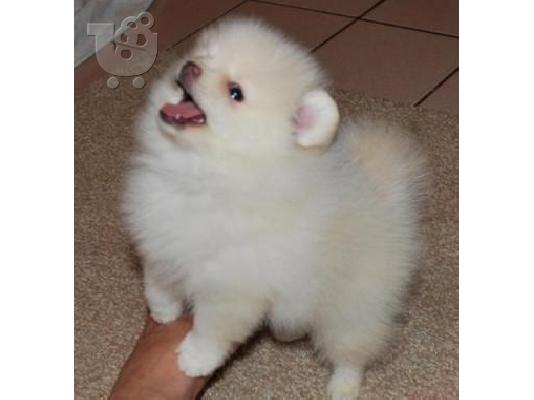 PoulaTo: Έχω σήμερα 2 πολύ όμορφη κουτάβια Pomeranian διαθέσιμα για δωρεάν έκδοση,