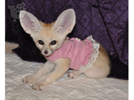 PoulaTo: Awesome Fennec Fox Kits Available For Sale Now