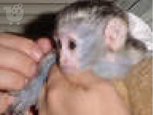 PoulaTo: Χαριτωμένο είδος πιθήκου μαϊμού για υιοθεσία