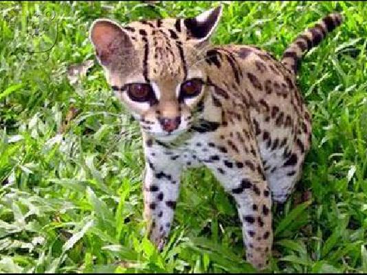 PoulaTo: Υπέροχη εξωτικά γατάκια και Cubs (Cheetah και Caracal)