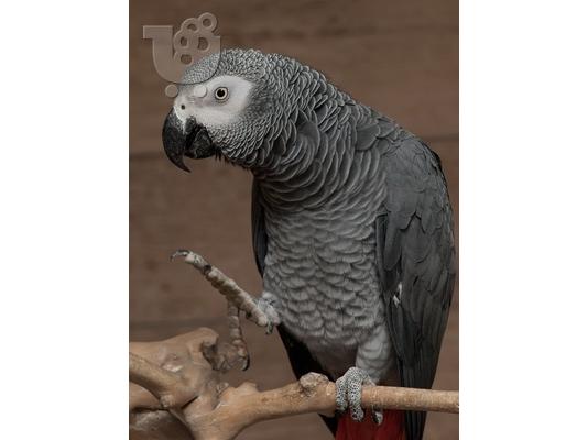 PoulaTo: Κονγκό αφρικανική γκρίζα παπαγάλος για