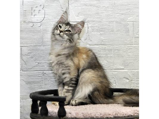 PoulaTo: Maine Coon Kittens For Sale
