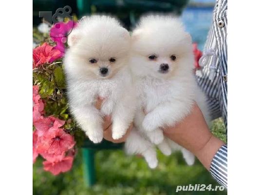 PoulaTo: Καταπληκτικά κουτάβια από Pomeranian!