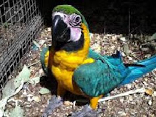 PoulaTo: babies Scarlet macaw parrots for  € 200