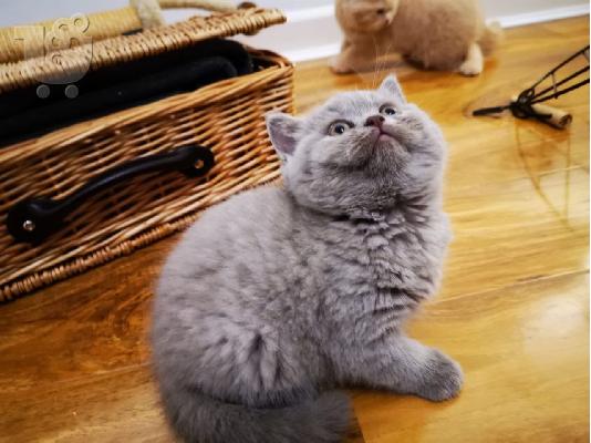PoulaTo: Πανέμορφα βρετανικά γατάκια σύντομων μαλλιών