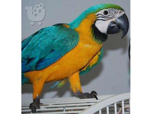PoulaTo: Επικοινωνήστε μαζί μου μέσω Viber: ( +63-945-413-6749 ) A Bonded Pair Of Hyacinth Macaw