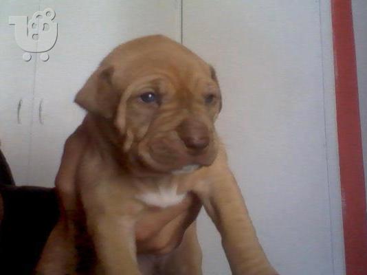 koutavia pit-bull red nose
