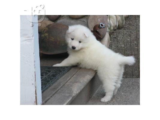 PoulaTo: Adorable Samoyed Puppies For Adoption