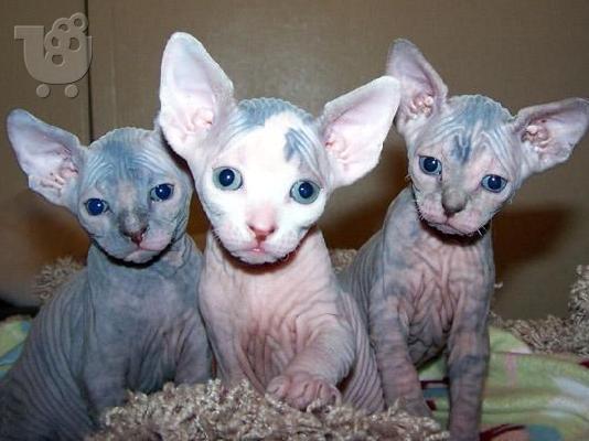 PoulaTo: Beautiful and lovely Sphynx Kittens Available