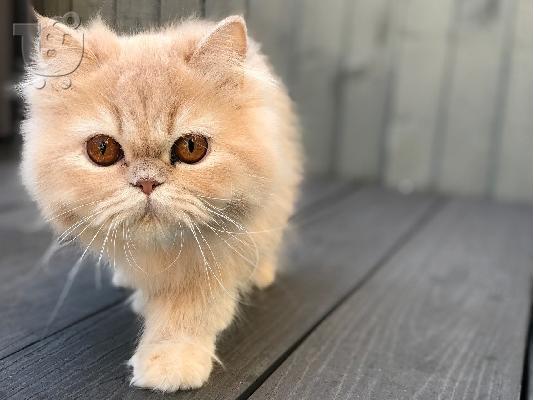 PoulaTo: Στερεό μπλε, αρσενικό περσικό γατάκι