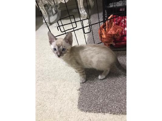 ***Snow Lynx Bengal One Boy, Two Girls, Ready Now***