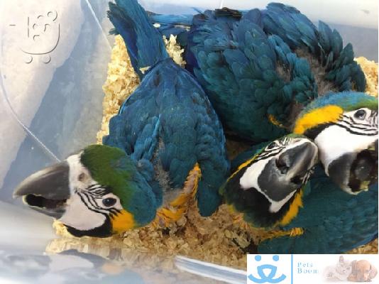 PoulaTo: όμορφο μπλε και χρυσό παπαγάλο macaw έτοιμο για τα Χριστούγεννα μόνο για 180 €