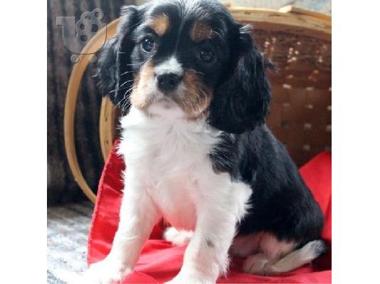 Two Cavalier King Charles Puppies Available
