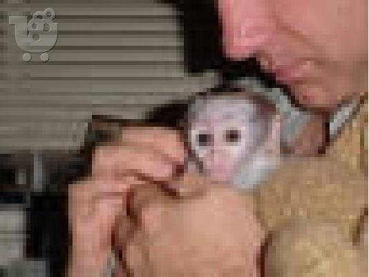 Χαριτωμένο είδος πιθήκου μαϊμού για υιοθεσία