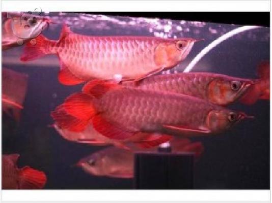 PoulaTo: Ποιότητας σούπερ κόκκινο Arowanas, χρυσή arowana και πολλά άλλα ψάρια