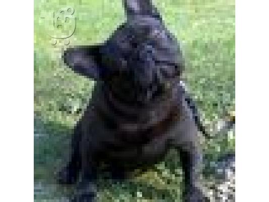 PoulaTo: Χαριτωμένο σκυλί BULL Γαλλικά Διαθέσιμο για δωρεάν έκδοση