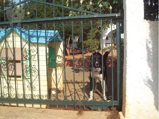 PoulaTo: Σκυλος για φυλακας
