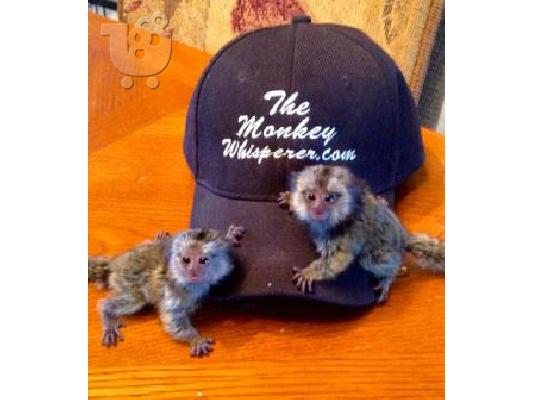 PoulaTo: capuchin, marmoset, squirrel and spider monkeys for sale