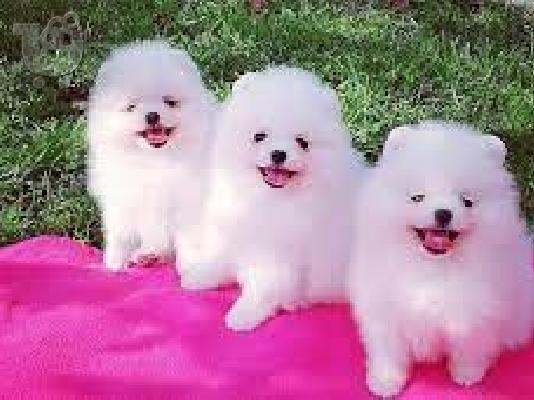 PoulaTo: Baby Pomeranian puppies Available