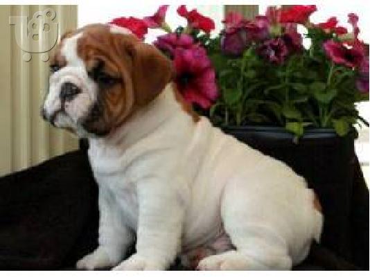 PoulaTo: Home Trained English Bulldog Puppies