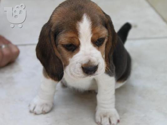 κουτάβια beagle