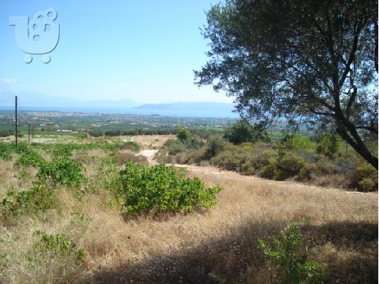 ΒΕΛΟ ΚΟΡΙΝΘΙΑΣ ΠΩΛΕΙΤΑΙ ΕΛΑΙΩΝΑΣ