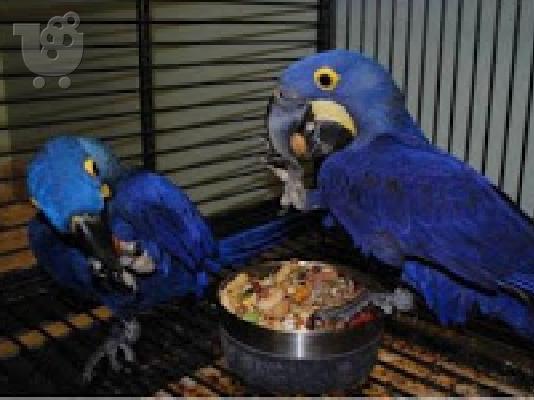 PoulaTo: Υγιείς άνδρες και γυναίκες Υάκινθος Macaw διαθέσιμο