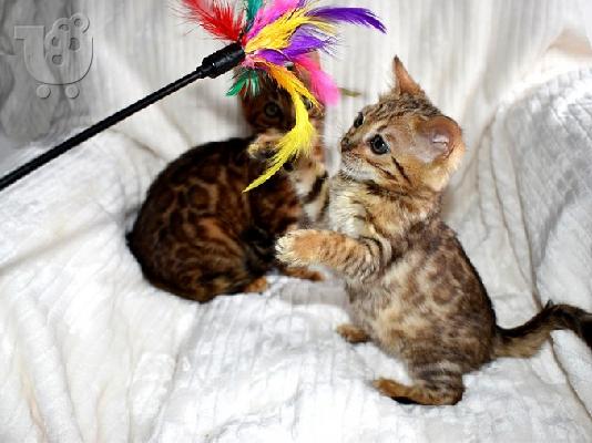 PoulaTo: προσφορά δώρο φανταστικά γατάκια bengal αρσενικά και θηλυκά για υιοθεσία