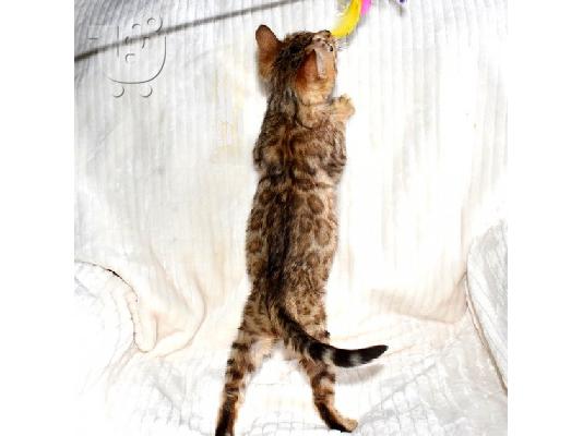 PoulaTo: Fantastico δώρο γατάκια γατάκια για υιοθεσία