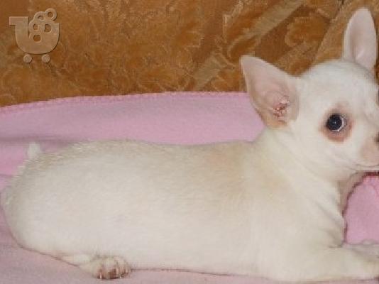 PoulaTo: Chihuahua Puppies