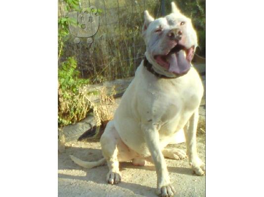 PoulaTo: pitbull white Πίτμπουλ