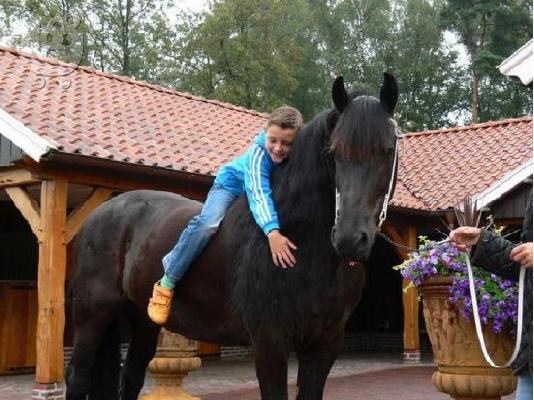 PoulaTo: Friesian άλογο