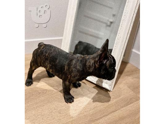 PoulaTo: French bulldog puppy for sale