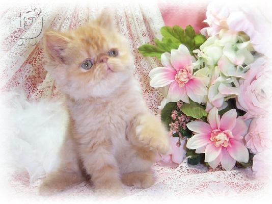 Υπέροχη Γλυκιά γατάκια περσικά.