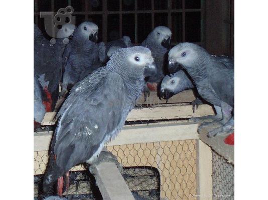 PoulaTo: Αφρικανικοί γκρι παπαγάλοι για υιοθεσία