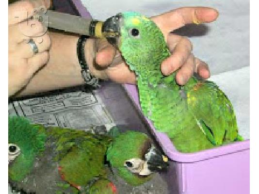 PoulaTo: Όμορφος παπαγάλος Amazon