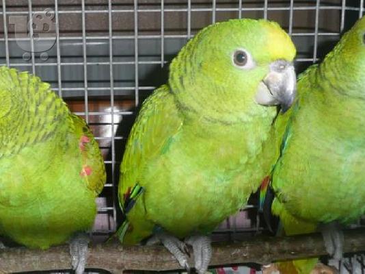 PoulaTo: όμορφη παπαγάλος Amazon για 200 ευρώ