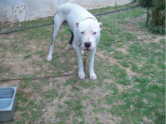 Dogo argentino χαριζεται