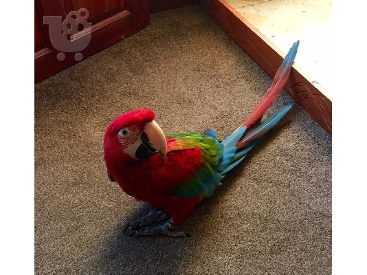 PoulaTo: macaw παπαγάλοι