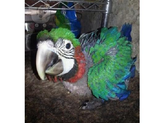 PoulaTo: Πολύχρωμες παπαγάλος Macaw για € 00 ..