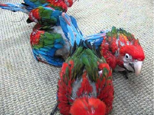 PoulaTo: Όμορφο παπαγάλο παπαγάλος για 200 €