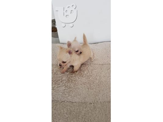 PoulaTo: Chihuahua Σκύλοι και κουτάβια προς πώληση