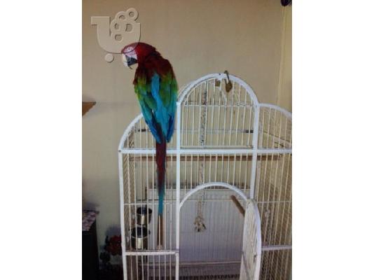 PoulaTo: PAPAGALOS macaw