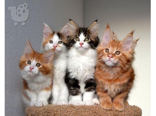 PoulaTo: Υπέροχα και ζωηρά Main Coon Kittens